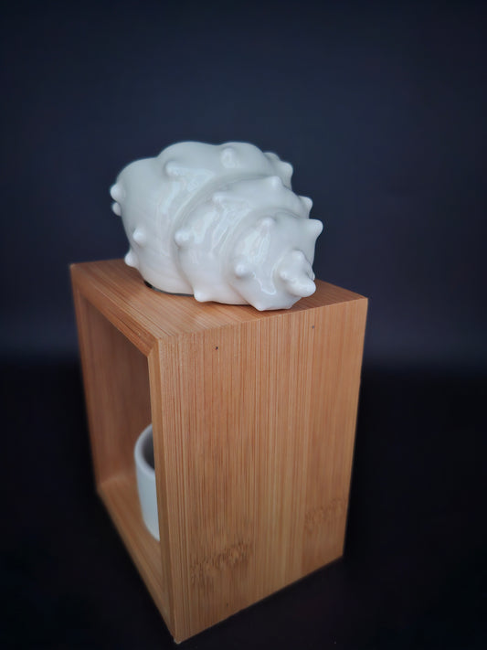 Brüleur shell (coquillage)